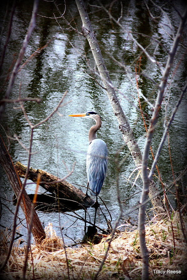 Nature Photograph - Heron For You by Tracy Reese
