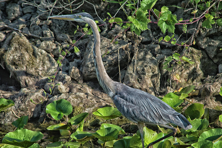 Great Blue Heron Photograph - Heron by Gaby Swanson Great Blue Heron Photograph - Heron by Gaby Swanson