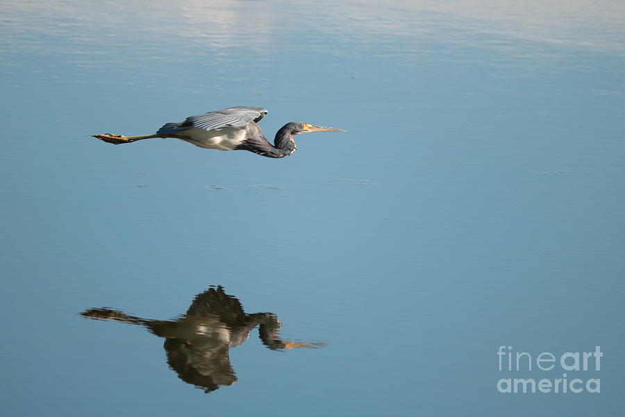 Heron Glider Photograph by Carol Groenen