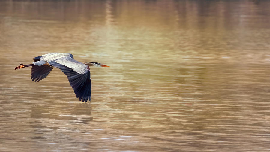 Heron Gliding Photograph by Susan Rissi Tregoning