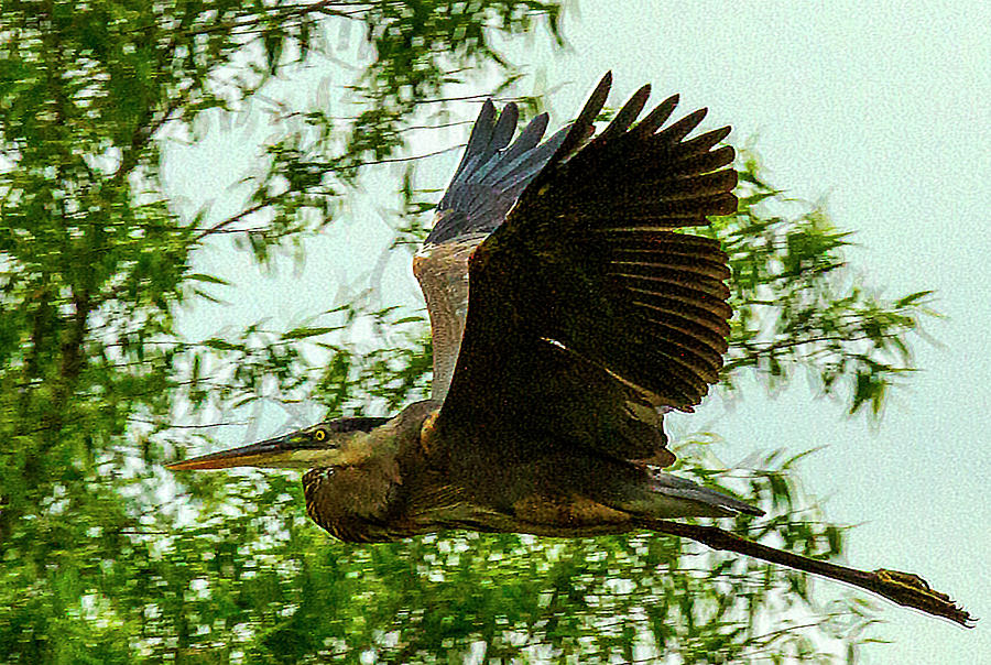 Heron Gone Photograph by Jeff Kurtz