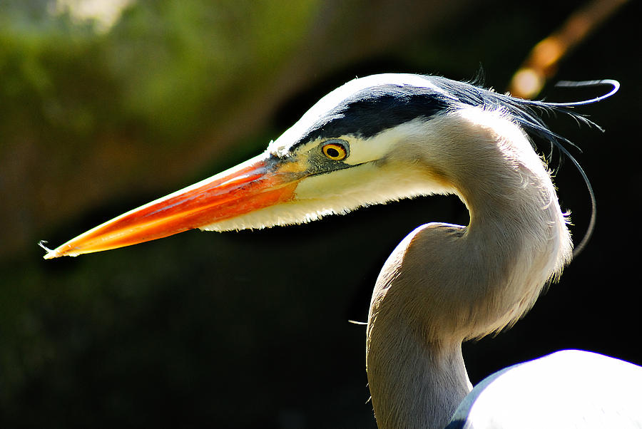 Heron Photograph by Harry Spitz