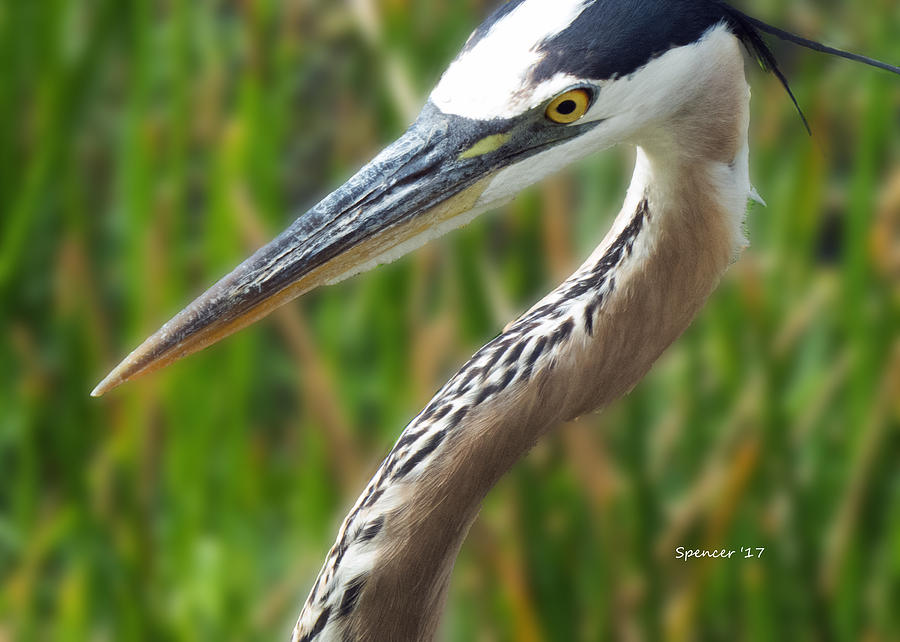 Heron Head Photograph by T Guy Spencer