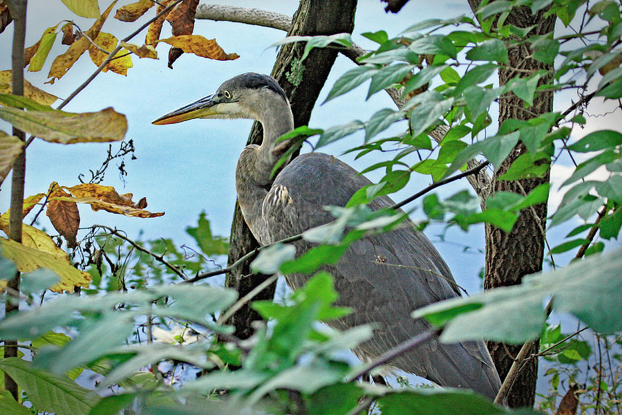 Heron Hideout Photograph by Gina Fitzhugh