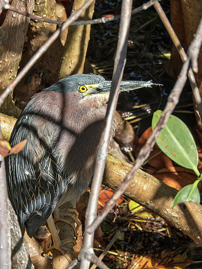 Heron Hiding in a Mangrove Photograph by Bob Slitzan