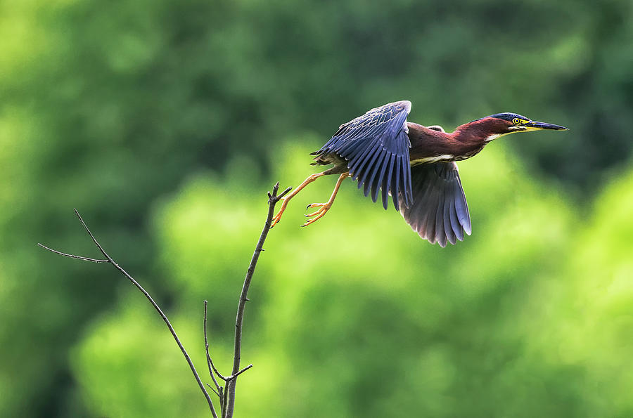Heron Hop Photograph by Art Cole
