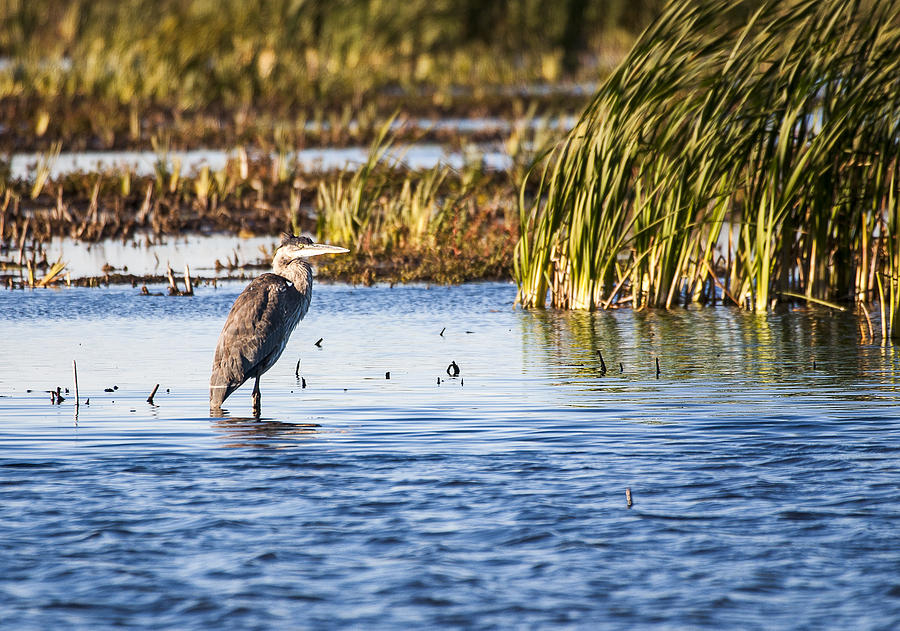 Heron - Horicon Marsh - Wisconsin Photograph by Steven Ralser