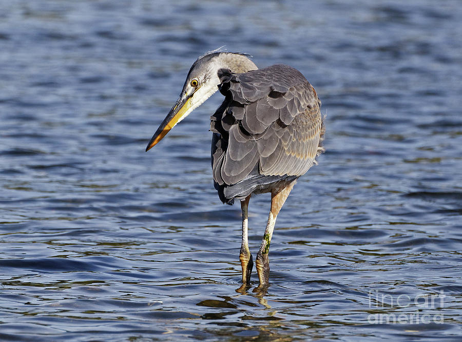 Heron Hunt Photograph by Sue Harper - Pixels