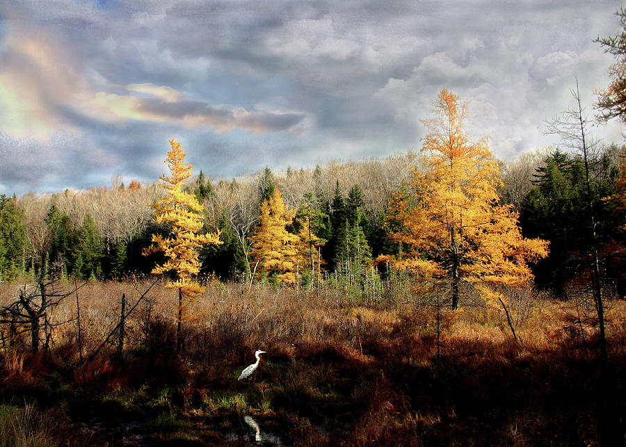 Heron in a Larch Bog Photograph by Wayne King