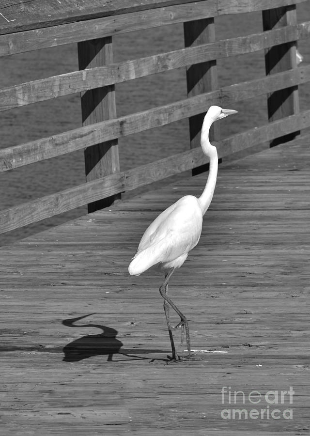 Heron In Black and White Photograph by Bob Sample