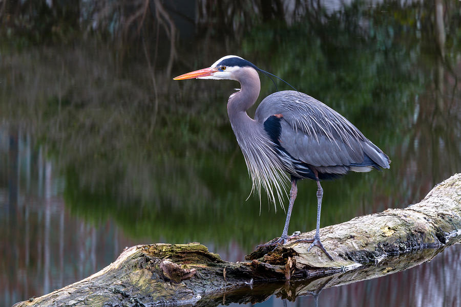 Heron in Coal Harbour Photograph by Michael Russell