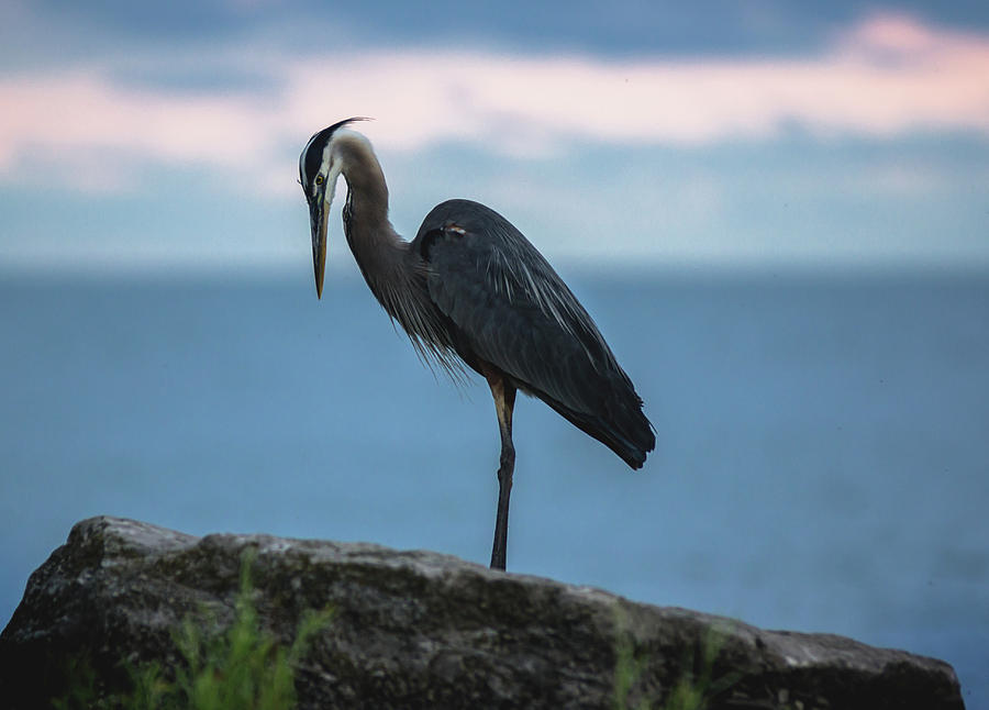 Heron in Colchester Photograph by Cale Best