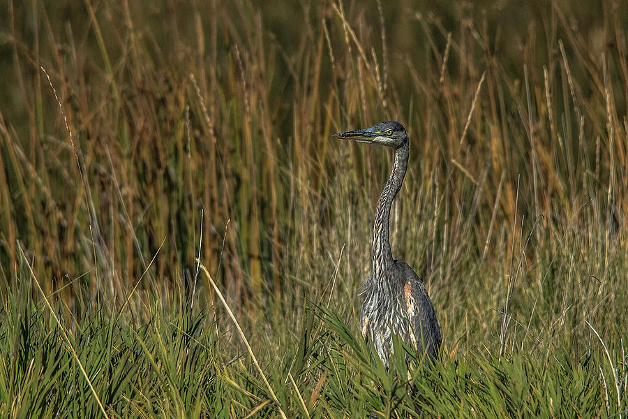 Heron In Fall Photograph by Yeates Photography