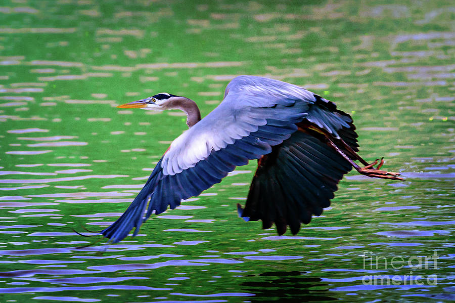 Heron in Flight at Honor Heights Park Photograph by Tamyra Ayles