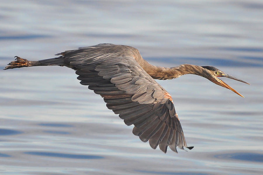 Heron in Flight Photograph by Carl Olsen
