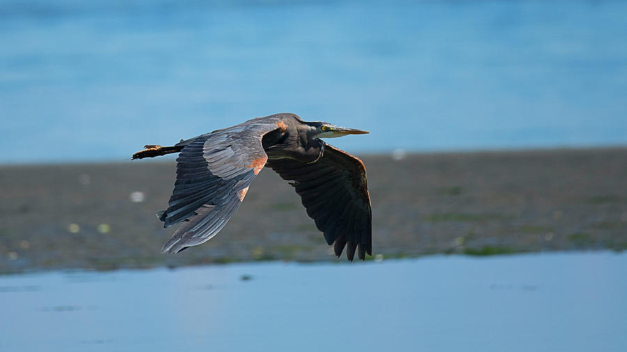Heron In Flight Photograph by Edward Kovalsky