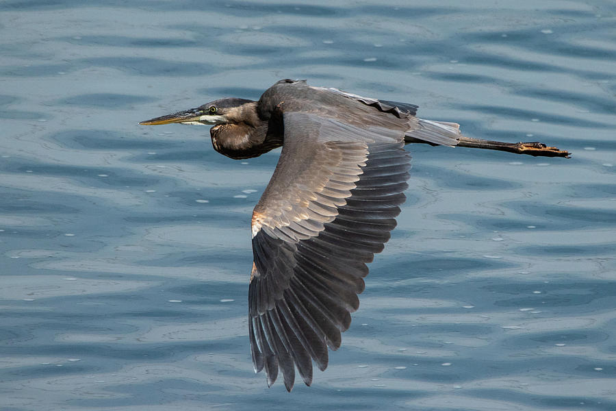 Heron in flight Photograph by Gary E Snyder