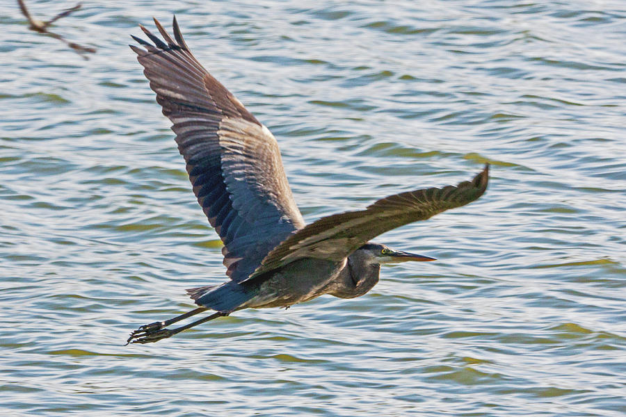 Heron in Flight Photograph by Ira Marcus