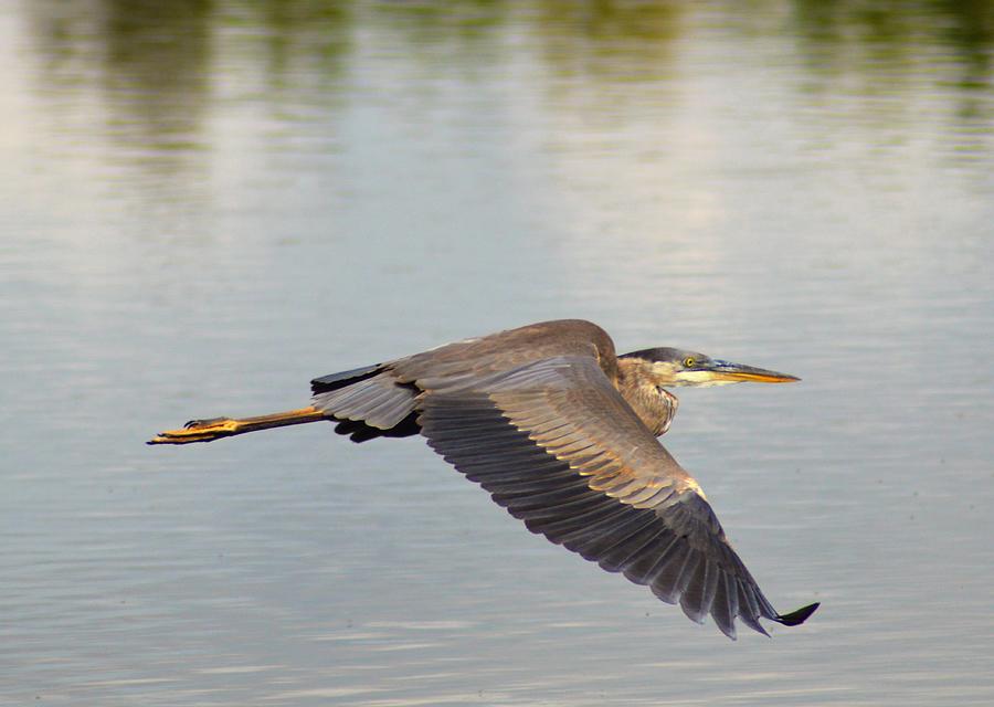 Heron in Flight Photograph by Kathy Kelly