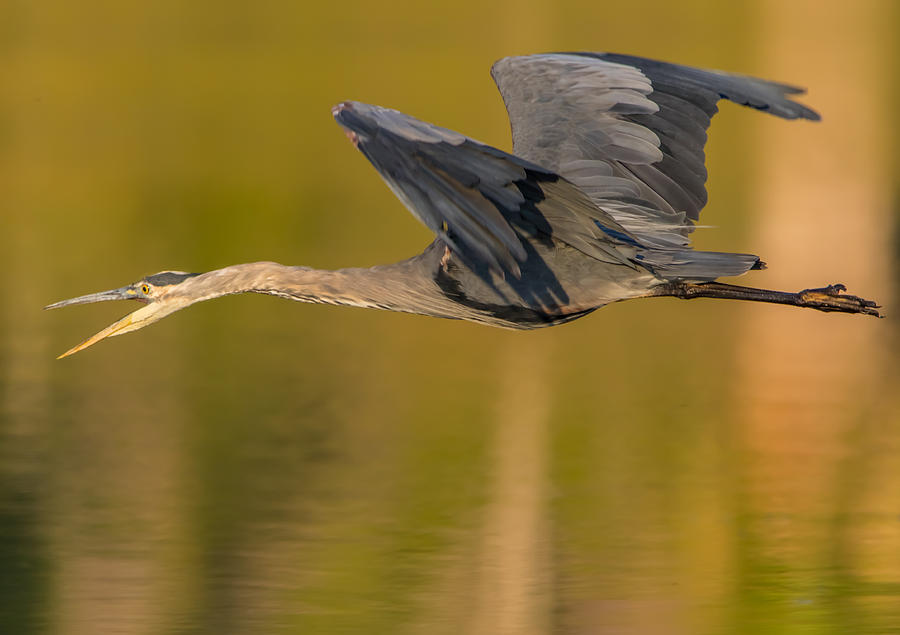 Heron in Flight Photograph by Marc Crumpler