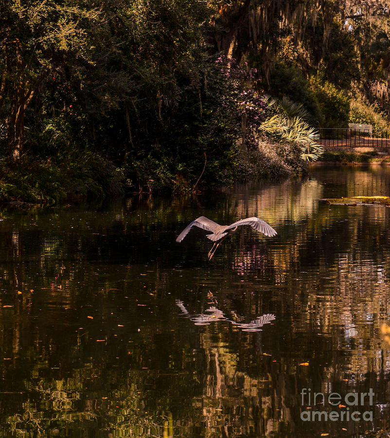 Heron Photograph - Heron in flight by Zina Stromberg
