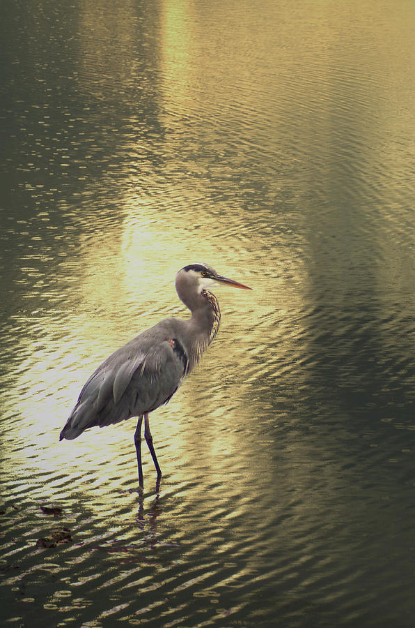 Heron in Golden Light Photograph by Marilyn Wilson
