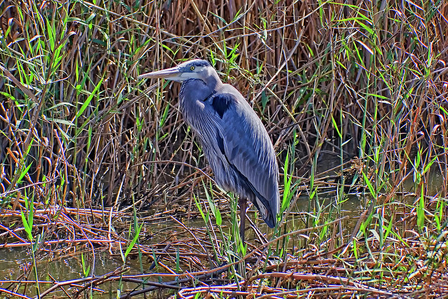 Heron In Marshes Photograph