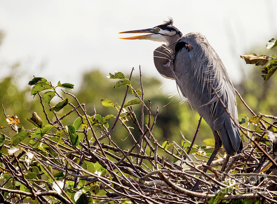 Heron in Its Nest Photograph by Jim Gillen