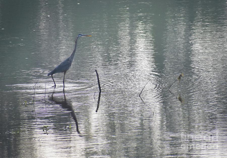 Heron In Pastel Waters Photograph by Skip Willits