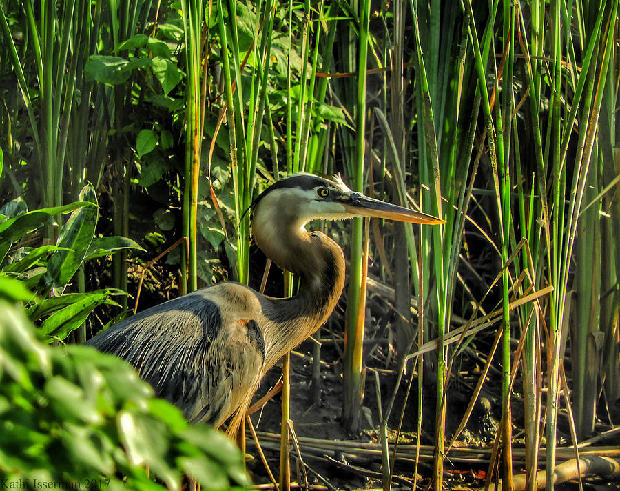 Heron in Profile Photograph by Kathi Isserman