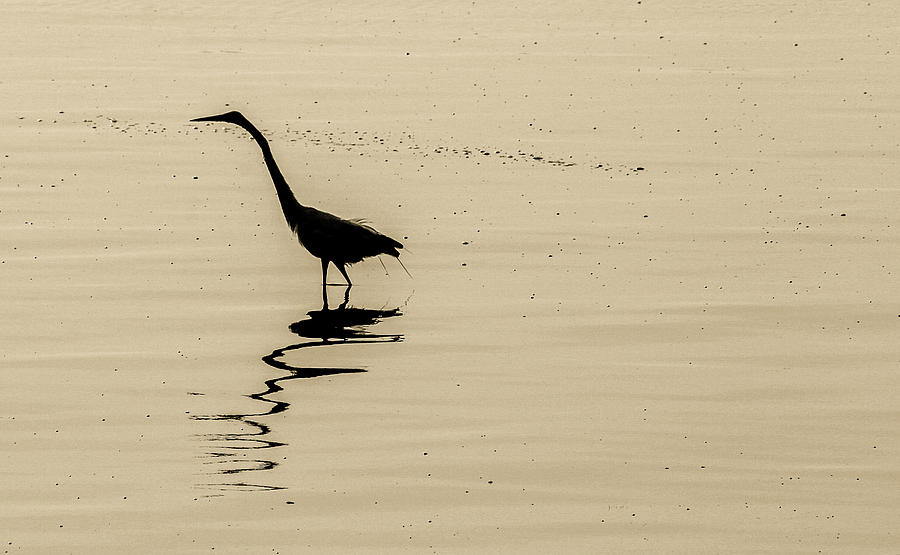 Heron in sunset shadow Photograph by John A Megaw