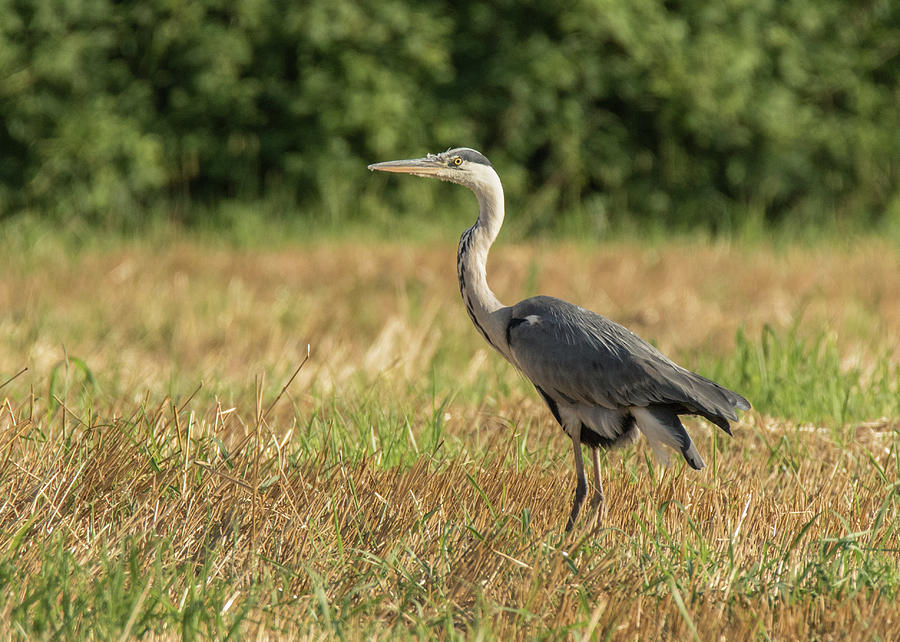 Heron in the field by Fabrizio Malisan Heron in the field by Fabrizio Malisan