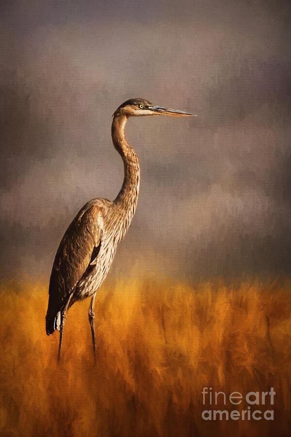 Wildlife Photograph - Heron in the Field by Priscilla Burgers
