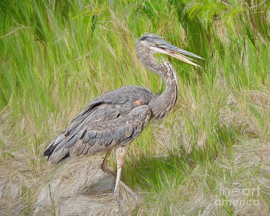 Heron in the Grass Painting by Judy Kay