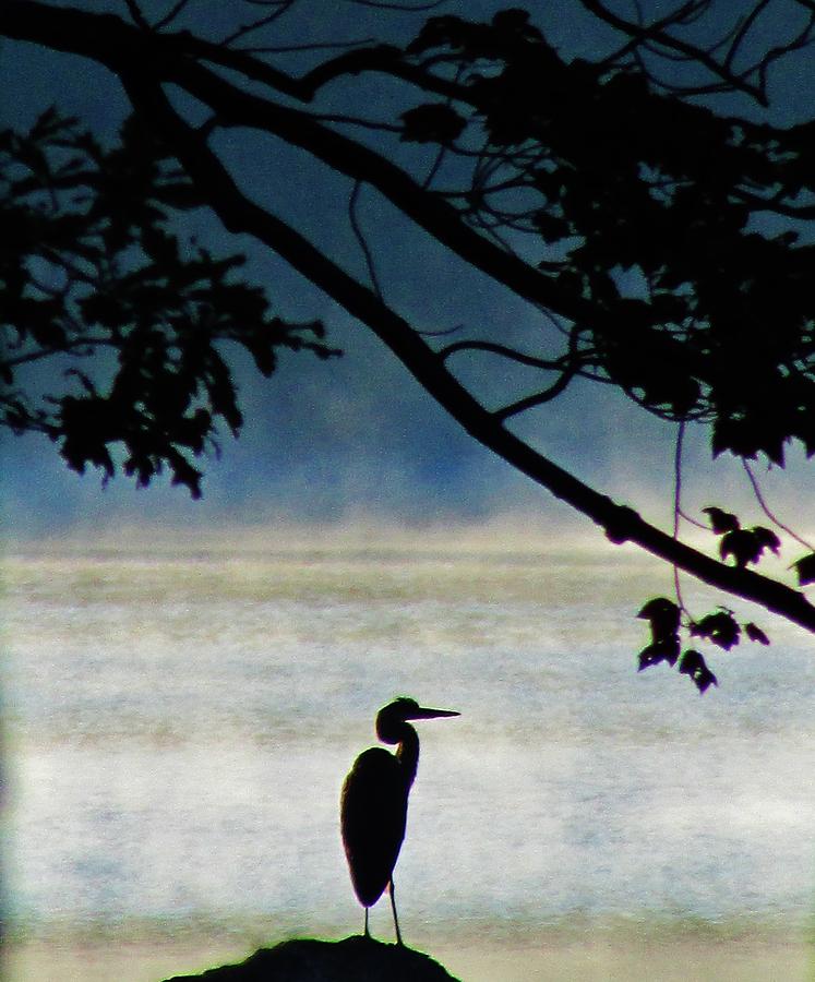 Heron in the Mist Photograph by Thomas McGuire
