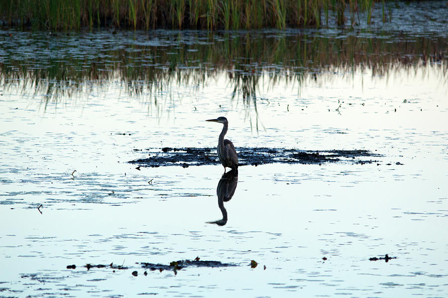 Heron In The Morning Photograph
