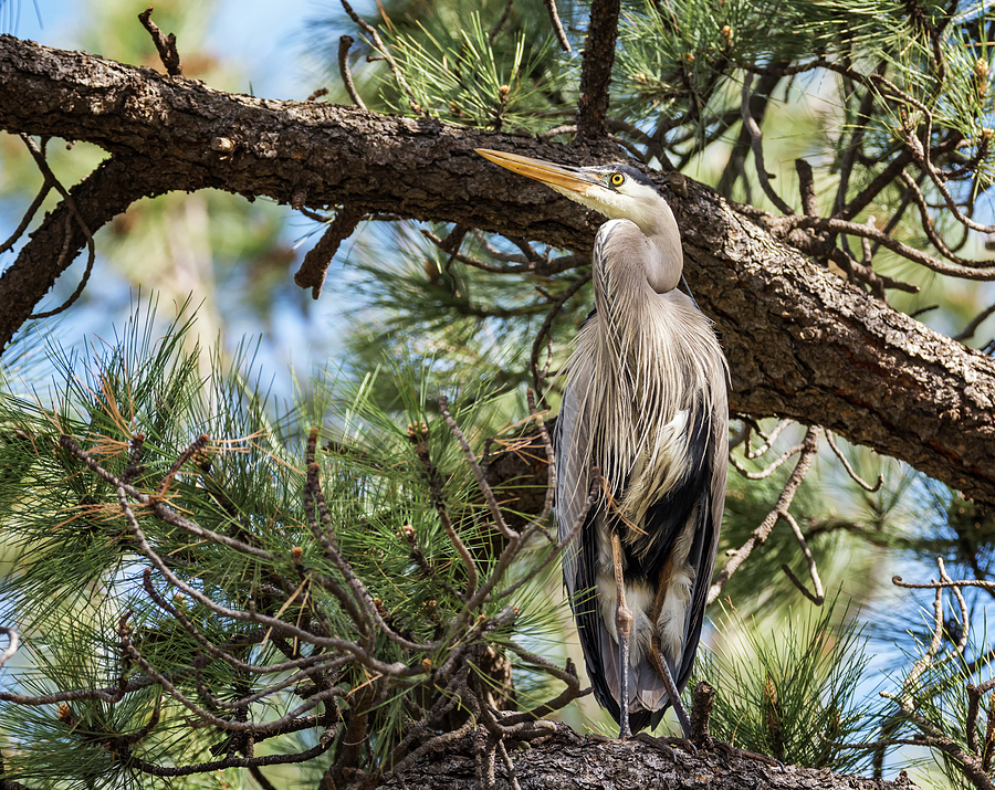 Wildlife Photograph - Heron in the Pines by Loree Johnson