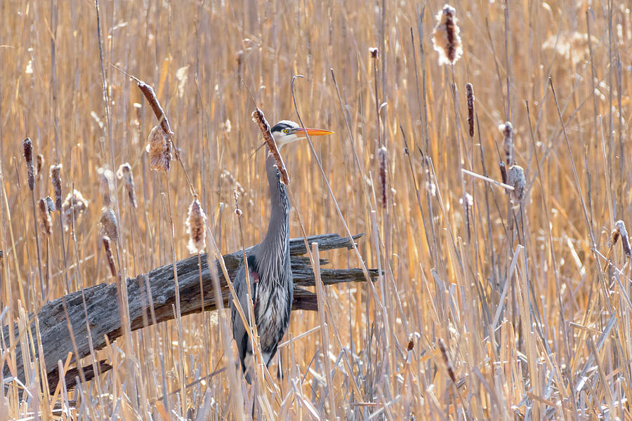 Heron in the Reeds Photograph by Bill Wakeley