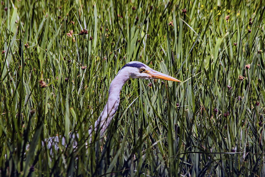 Heron In The Reeds Photograph by Jeff Townsend