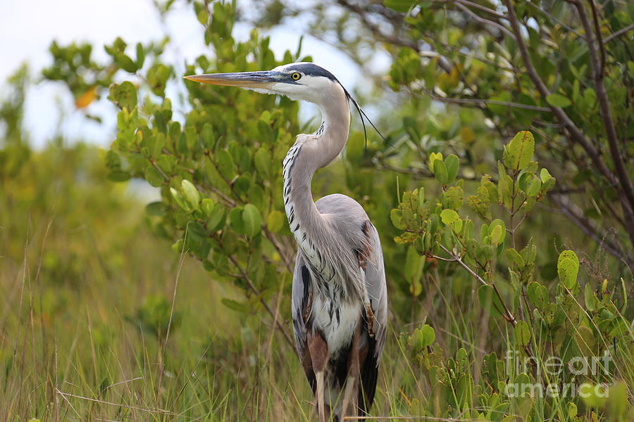 Heron In The Trees Photograph