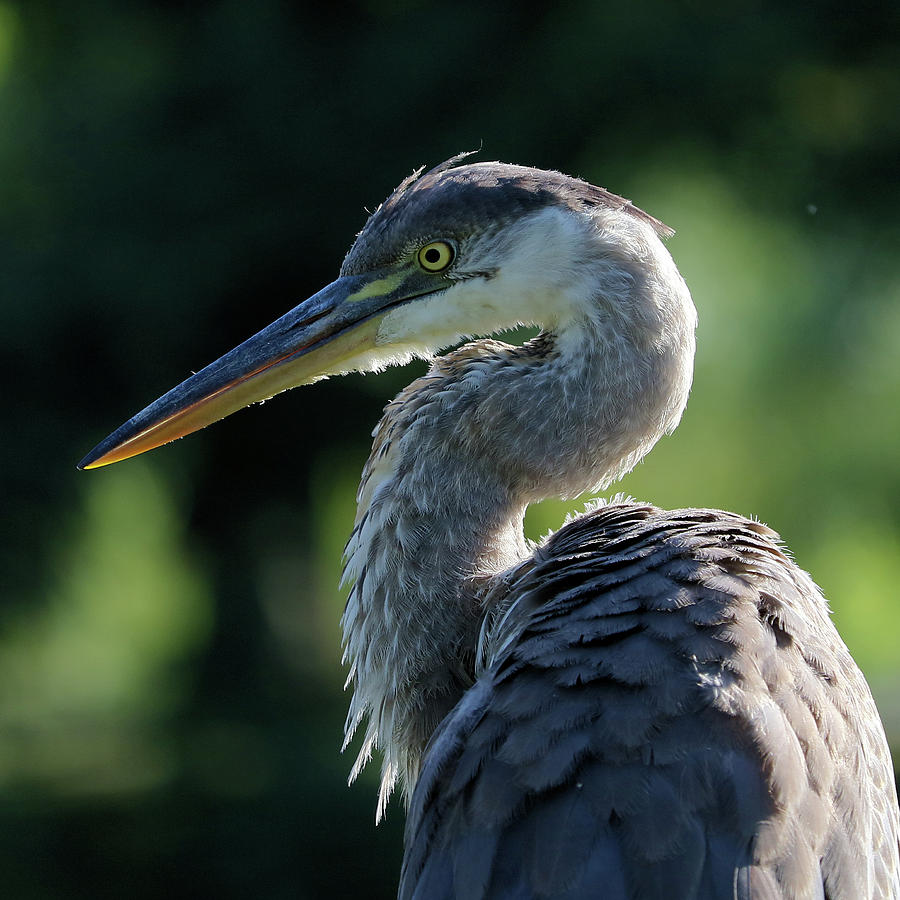Heron in the warm afternoon sunlight Photograph by Doris Potter