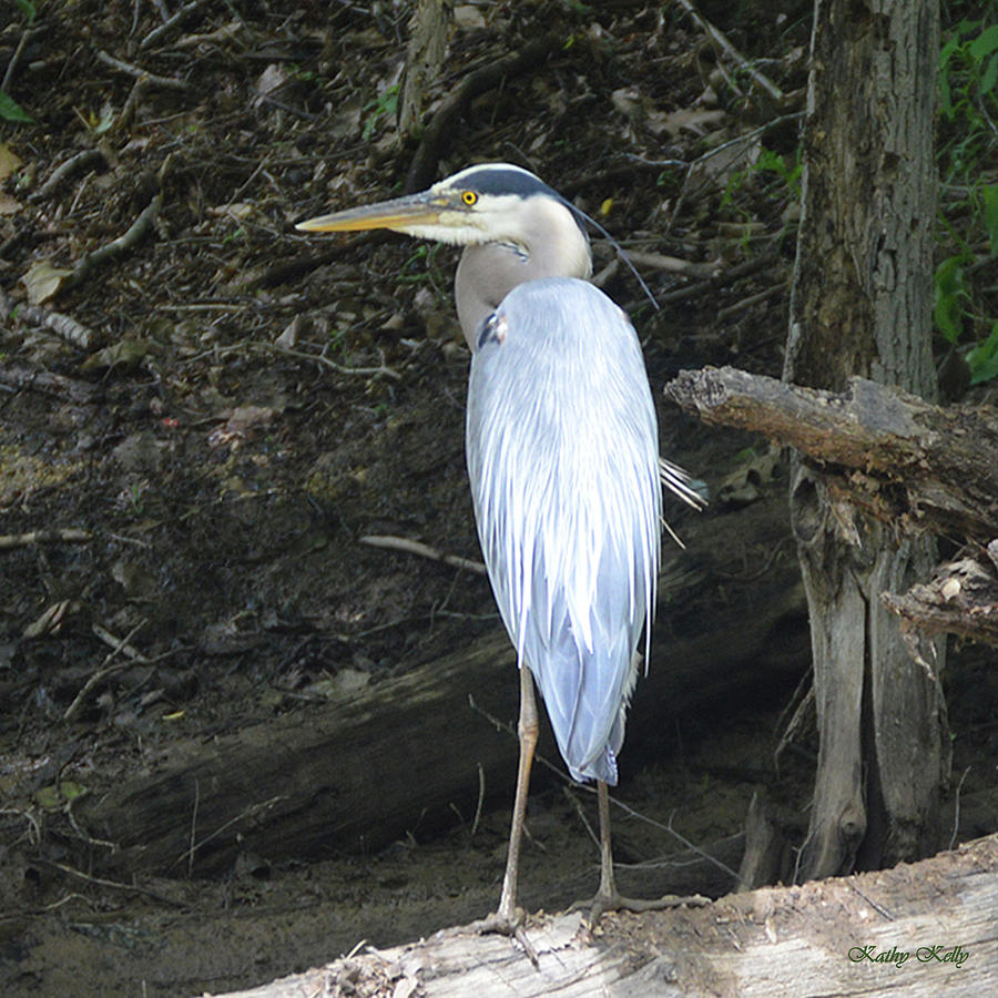 Heron in the Woods Photograph by Kathy Kelly
