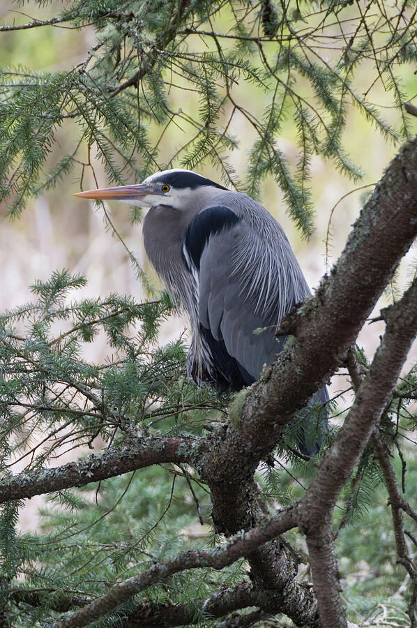 Resting Heron Photograph by Marilyn Wilson