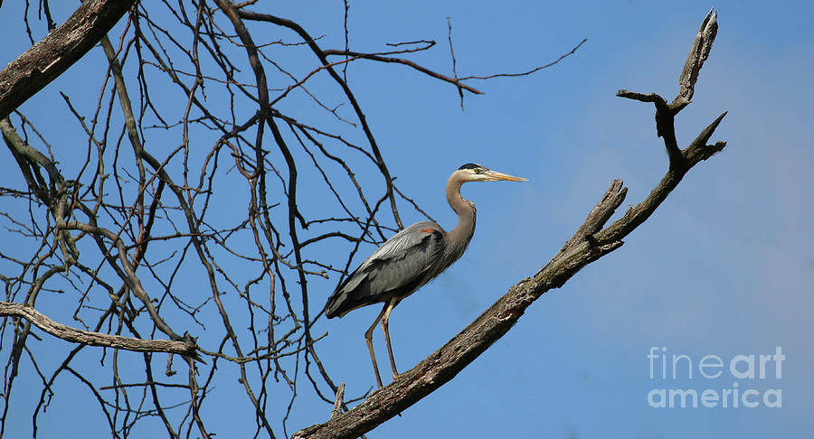 Heron in Tree  4998 Photograph by Jack Schultz