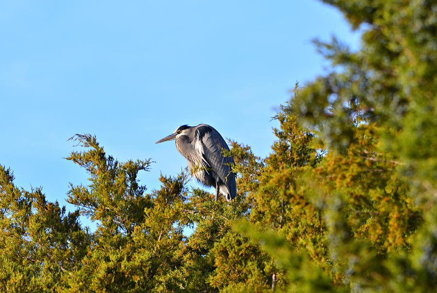 Heron In Tree Photograph by Ally White