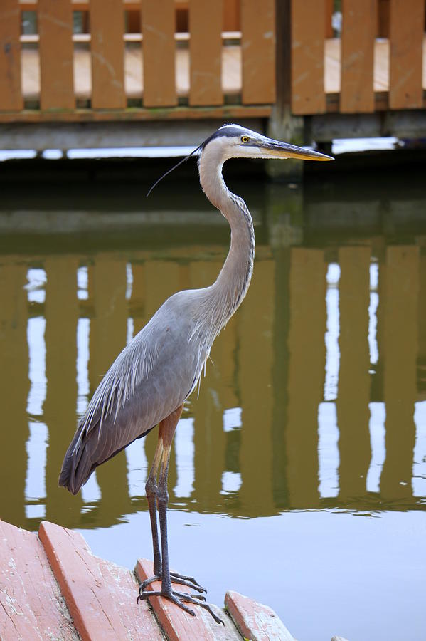 Heron Photograph - Heron in Wait by Laurie Perry