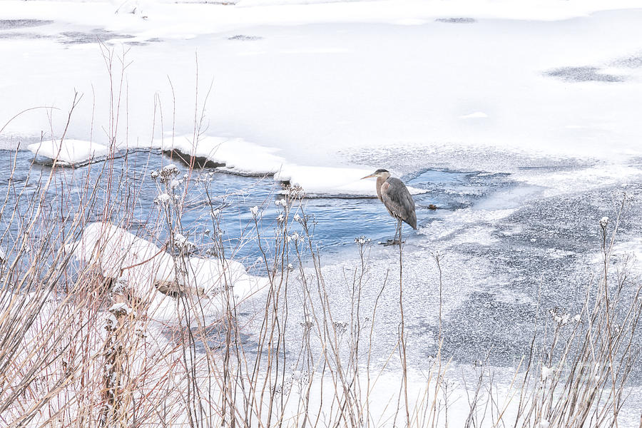 Winter Photograph - Heron by Jamie Tipton