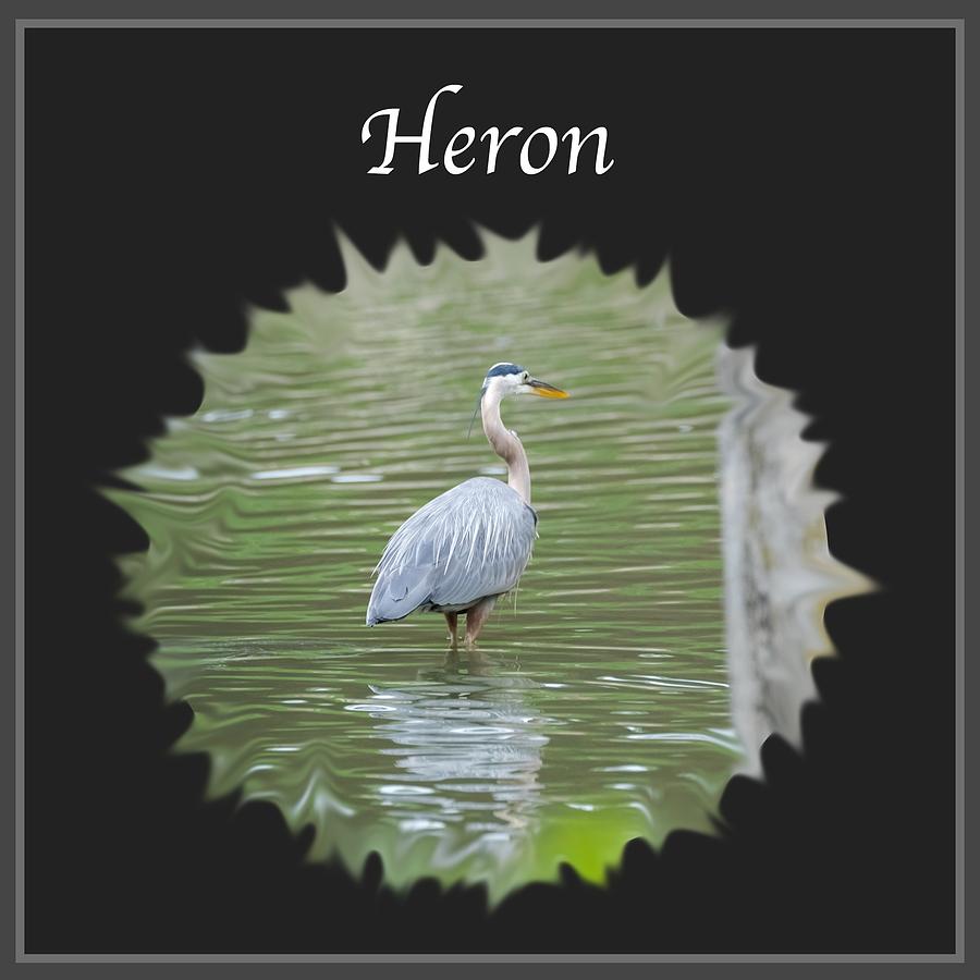 Heron Photograph by Holden The Moment