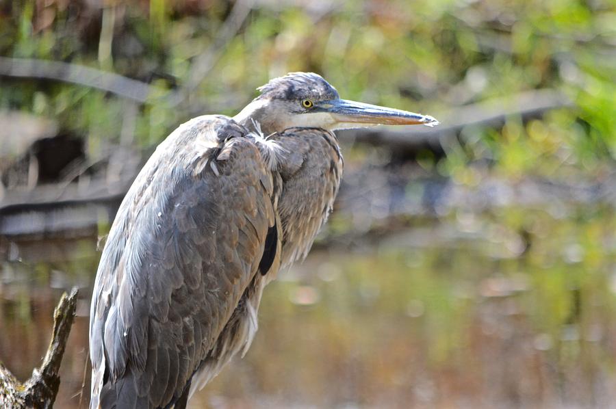 Heron Photograph by John Houseman - Fine Art America