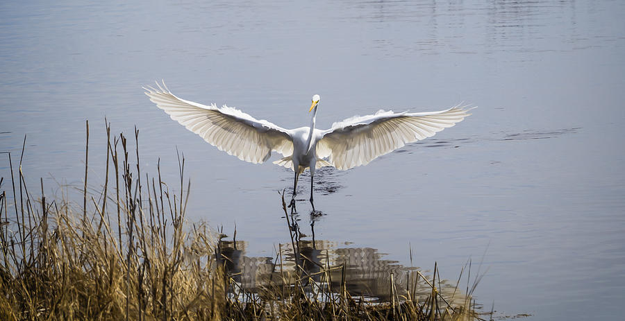 Heron Landing Photograph by David Kay